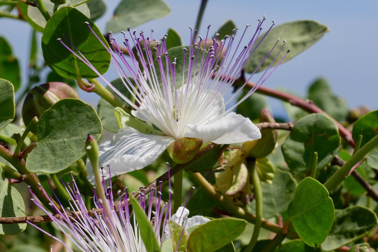 Malta: Private South Coast Nature Hiking Tour with Pickup