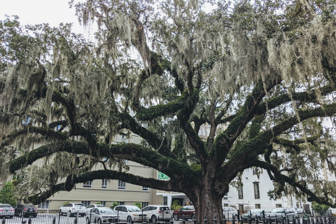 Savannah: Historischer Bezirk, Inseln &amp; mehr VIP private Tour