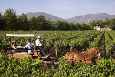 Da Santiago: tour del vino privato della valle del Colchagua con degustazione