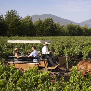Da Santiago: tour del vino privato della valle del Colchagua con degustazione