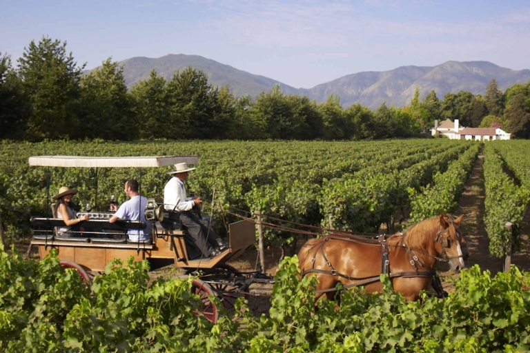 Au départ de Santiago : Tour privé des vins de la vallée de Colchagua avec dégustation
