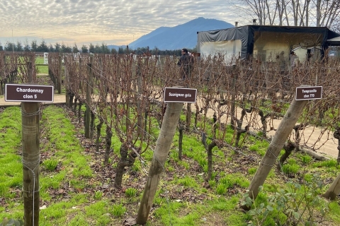 Von Santiago aus: Private Colchagua Valley Weintour mit Verkostung