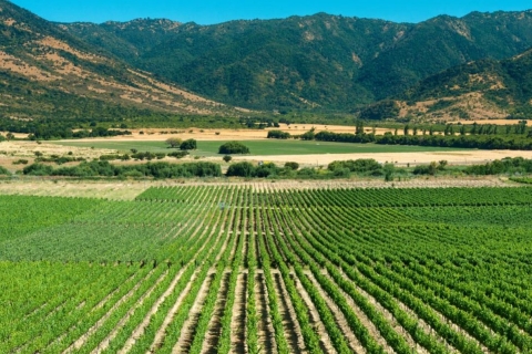 Desde Santiago: Tour Privado de Vinos del Valle de Colchagua con Degustación