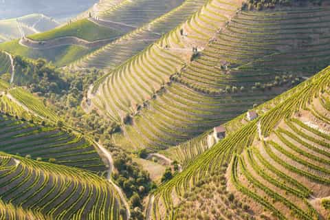From Porto: Douro Valley w/ Boat Tour, Wine Tasting & Lunch