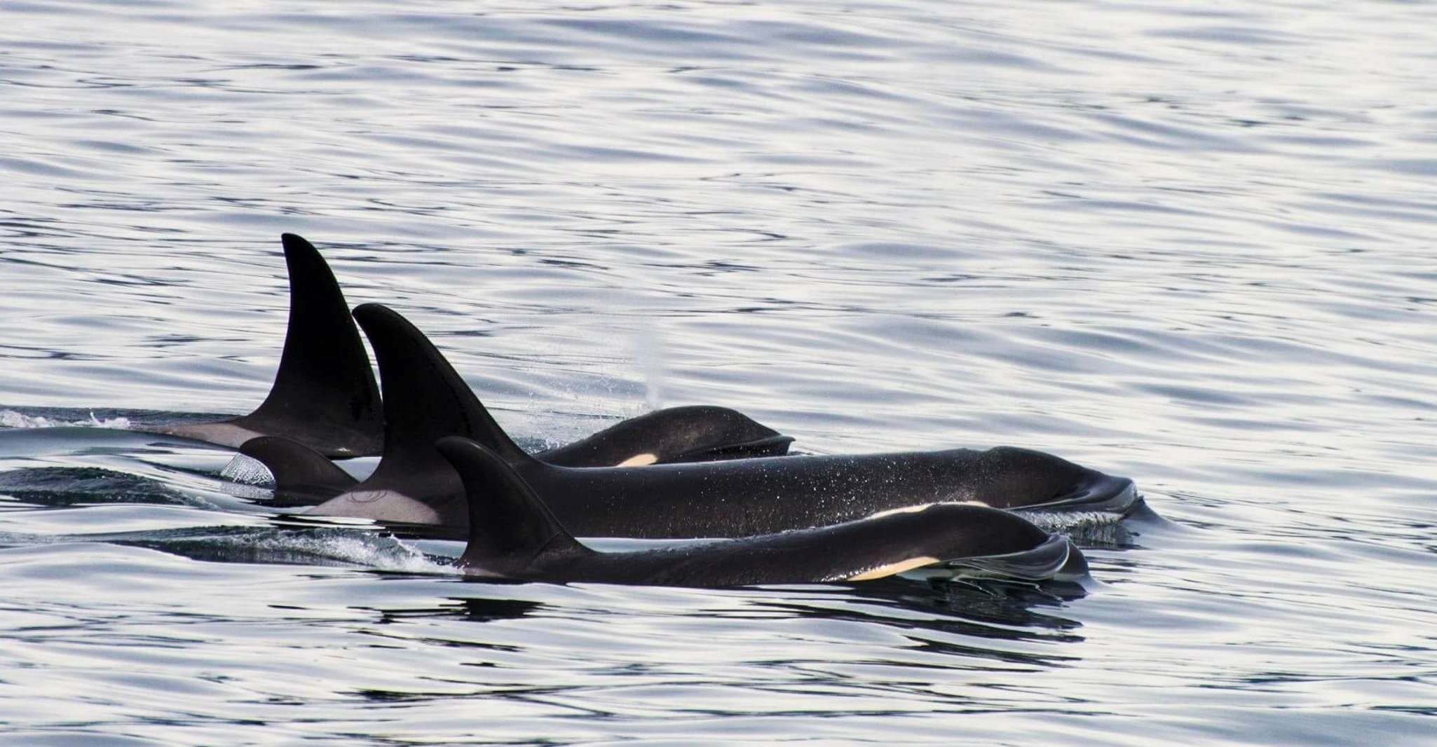 Seward, Resurrection Bay et le Kenai Fjords Orca Cruise - Hizvo