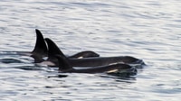 Seward, Resurrection Bay et le Kenai Fjords Orca Cruise - Hizvo