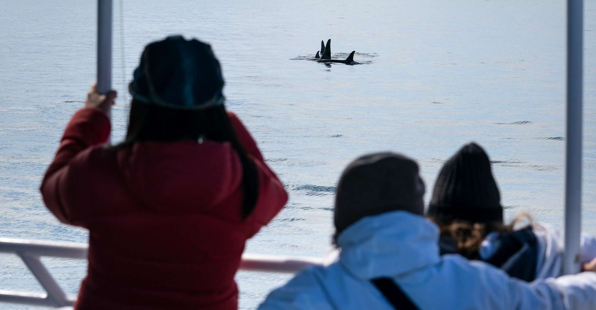 Seward, Resurrection Bay et le Kenai Fjords Orca Cruise - Hizvo