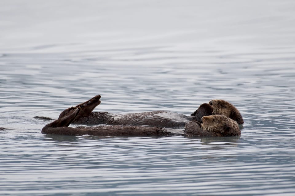 Seward Resurrection Bay And The Kenai Fjords Orca Cruise Getyourguide