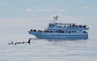 Seward, Resurrection Bay et le Kenai Fjords Orca Cruise - Hizvo