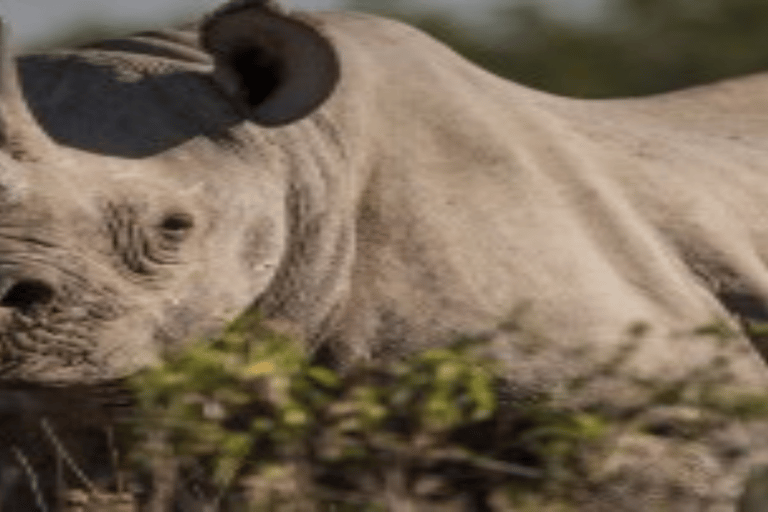 Safari nel Conservatorio di Ol Pejeta da Nairobi