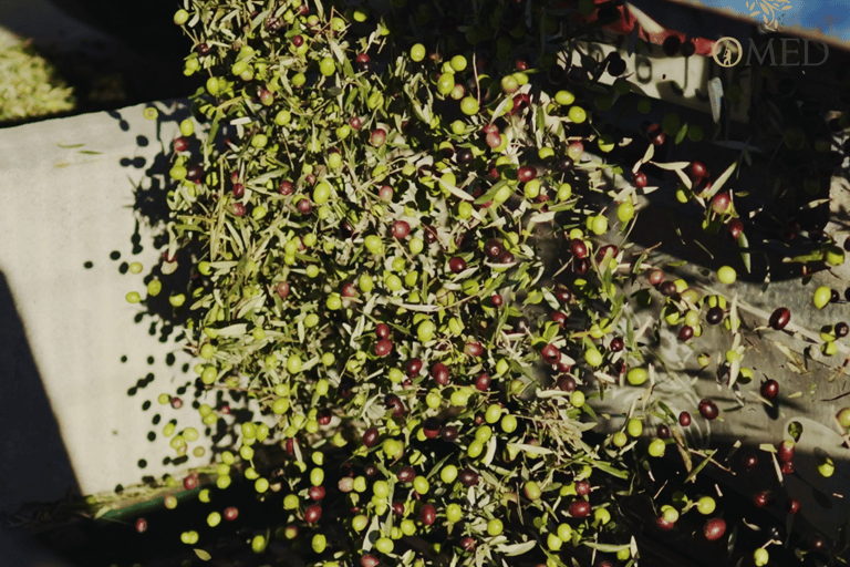 Granada in EVOO: Become a real olive harvester for a day Granada in EVOO: Become a real olive harvester for a day