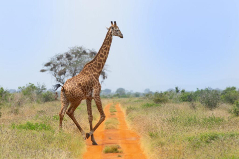 Safari w sanktuariach Tsavo East i Tsavo West