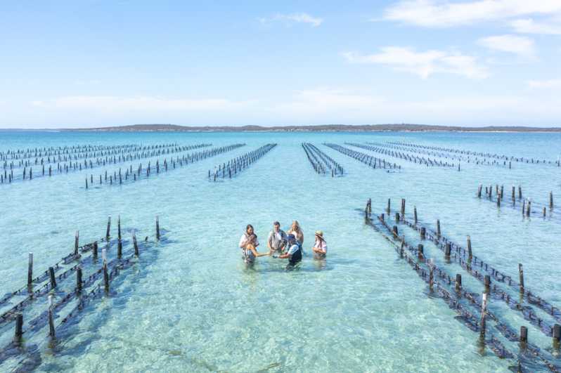 Coffin Bay: Oyster Farm Boat Tour with Wading & 12 Oysters