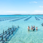 Coffin Bay: Oyster Farm Boat Tour with Wading & 12 Oysters