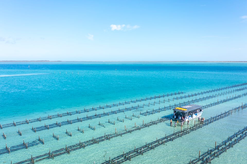 Coffin Bay Oyster Farm Boat Tour with Wading & 12 Oysters GetYourGuide