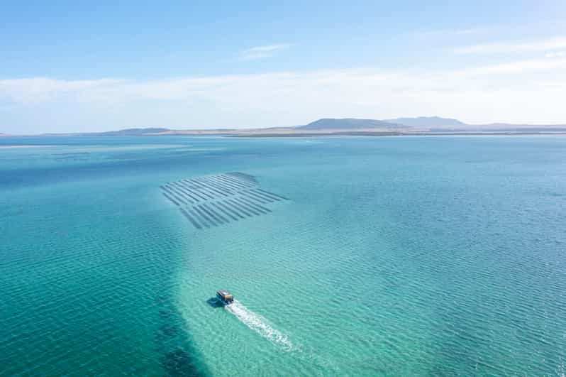 Coffin Bay Oyster Farm Boat Tour with Wading & 12 Oysters GetYourGuide