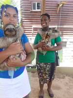 Roatan, Monkeys and Sloths Hangout with Island Tour - Housity