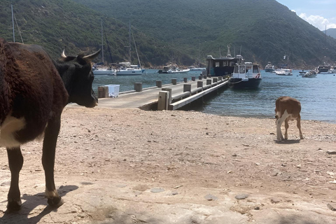 Ajaccio: Excursion, Sailing Scandola Nature Reserve
