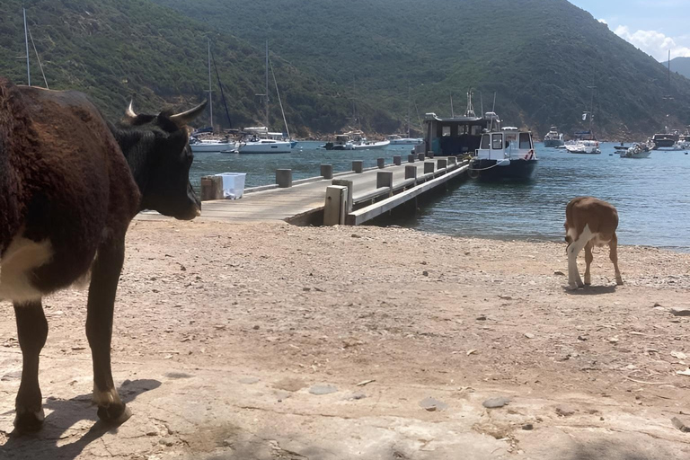 Ajaccio: Excursion, Sailing Scandola Nature Reserve