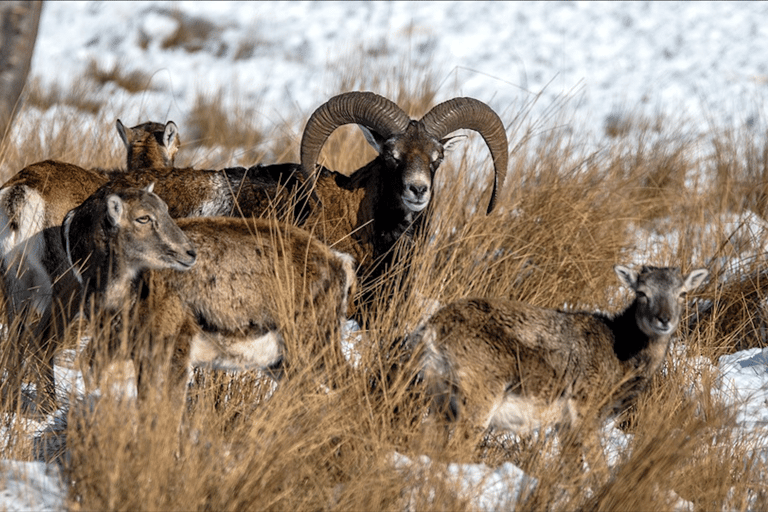 Vanuit Amsterdam: Groepstour naar Nationaal Park Hoge Veluwe