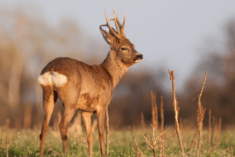 Vanuit Amsterdam: Groepstour naar Nationaal Park Hoge Veluwe