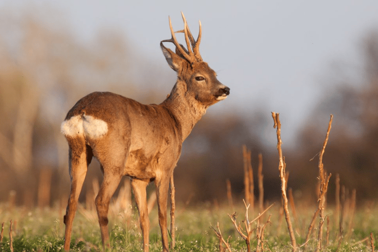 Z Amsterdamu: wycieczka grupowa do Parku Narodowego Hoge Veluwe