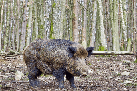 Vanuit Amsterdam: Groepstour naar Nationaal Park Hoge Veluwe