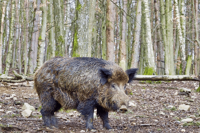 Vanuit Amsterdam: Groepstour naar Nationaal Park Hoge Veluwe