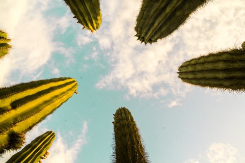 Marrakech : Billet pour le plus grand jardin de cactus d'AfriqueMarrakech : Le plus grand jardin de cactus d'Afrique