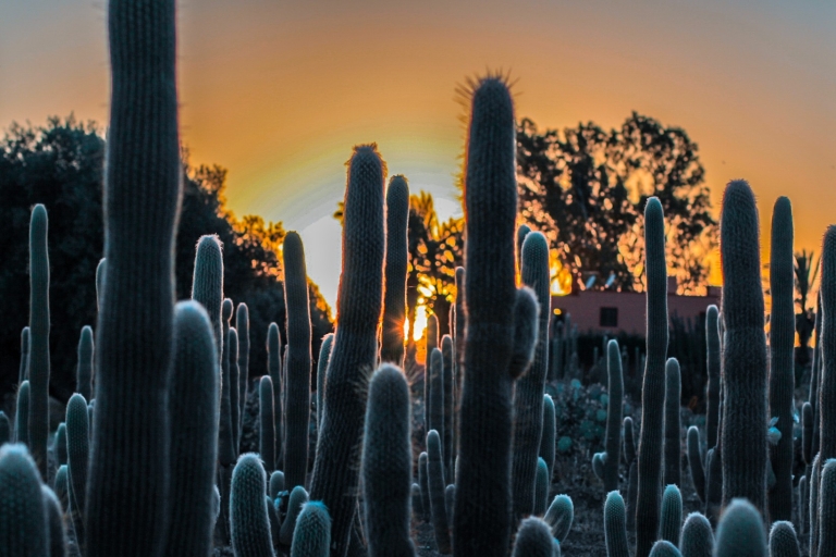 Marrakesz: Bilet do największego ogrodu kaktusów w AfryceMarrakesz: Największy ogród kaktusów w Afryce