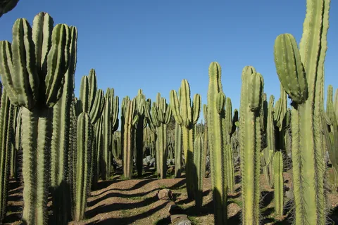 Marrakech : Cactus Thiemann Ticket d'entrée