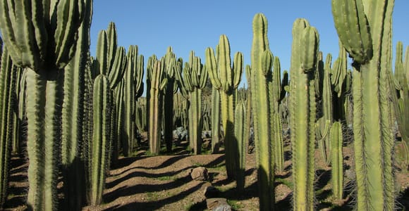 Marrakech : billet d&#39;entrée pour le jardin de cactus Thiemann