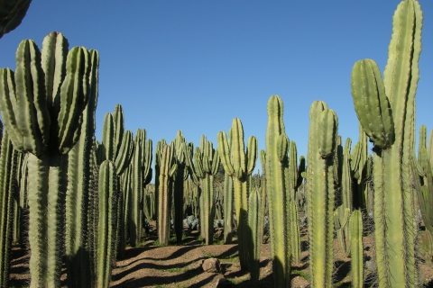 Marrakech: Ticket for The biggest Cacti Garden in Africa Marrakech: The biggest cacti garden in Africa