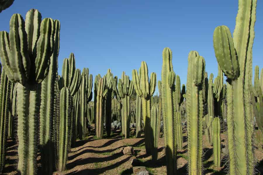 Marrakesch: Eintrittskarte für Cactus Thiemann. Foto: GetYourGuide