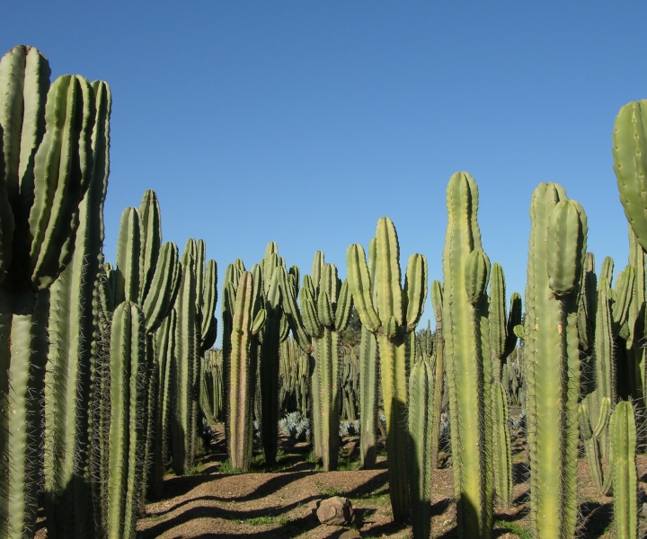 Marrakech: Entrada Cactus Thiemann