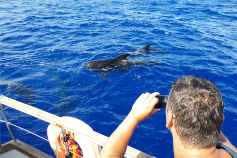 Funchal: Yachttour mit Delfin- und WalbeobachtungTour mit Treffpunkt