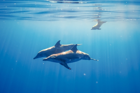 Oahu : Nagez avec les dauphins, plongée en apnée avec les tortues, activité de toboggan aquatique.D'Honolulu: excursion de natation et de plongée avec les dauphins à Oahu