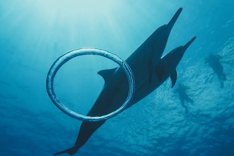 Oahu: Dolphin Swim and Snorkeling Trip