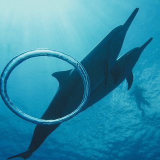 From Honolulu: Oahu Dolphin Swim and Snorkeling Trip