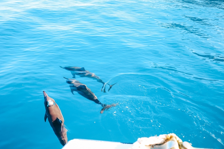 Oahu: aventura de avistamiento de delfines y esnórquel