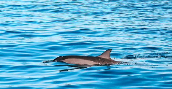 Oahu Dolphin Watch, Turtle Snorkel, Waterslide Activities