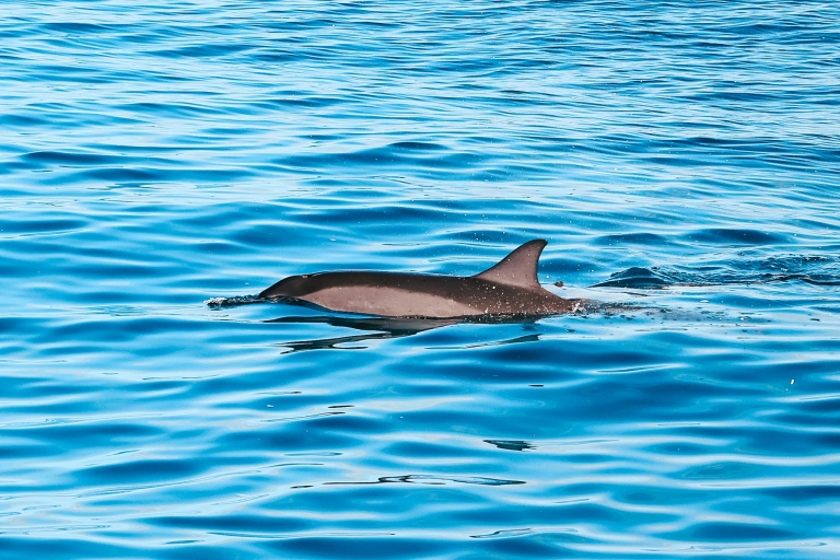 Oahu: Obserwacja delfinów i przygoda z nurkowaniem