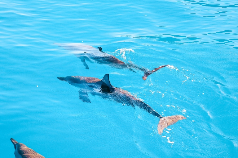 Oahu: dolfijnen kijken en snorkelavontuur