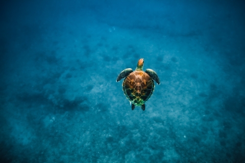 Descubriendo las profundidades y nadando con tortugas en WaikikiDesde Honolulu: crucero de snorkel en Turtle Canyon