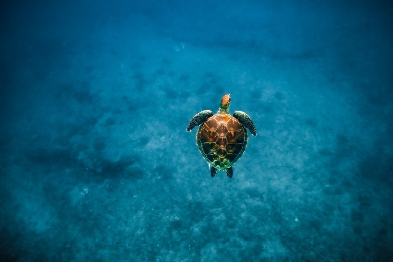 Odkrywanie głębin i pływanie z żółwiami w WaikikiZ Honolulu: rejs z rurką do kanionu żółwi