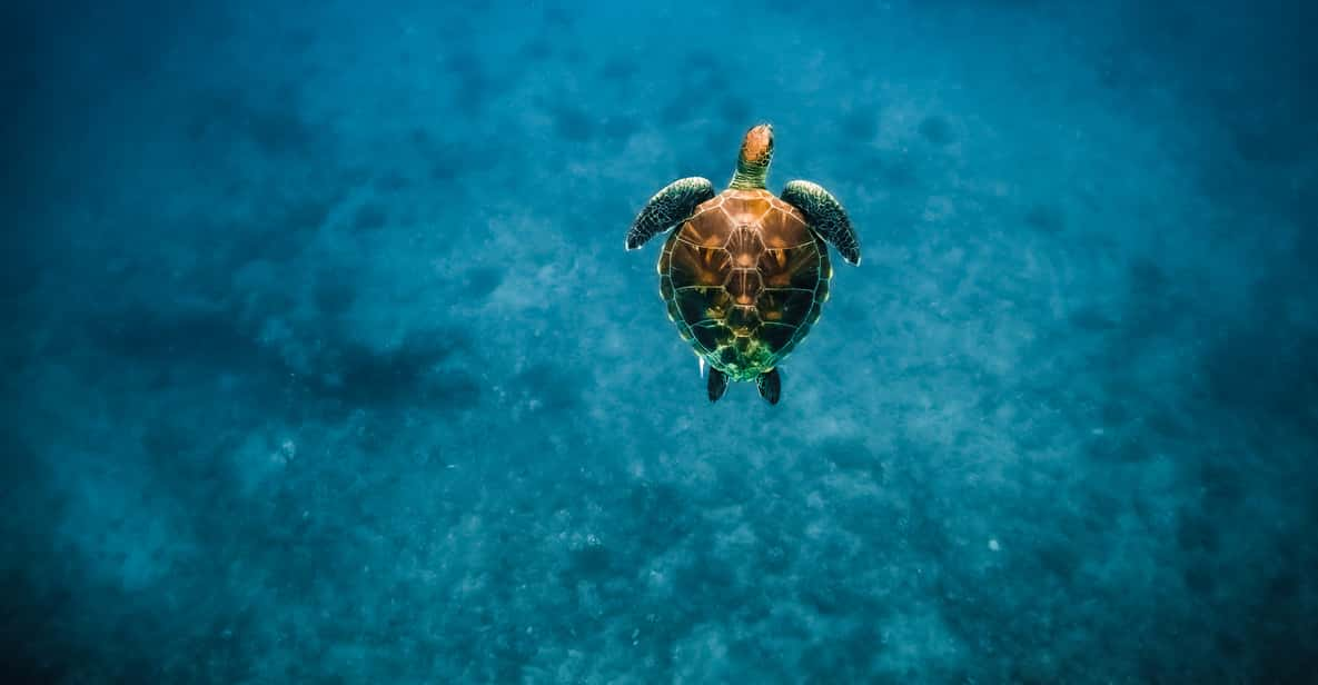 Oahu: Waikiki Turtle Snorkeling Adventure | GetYourGuide