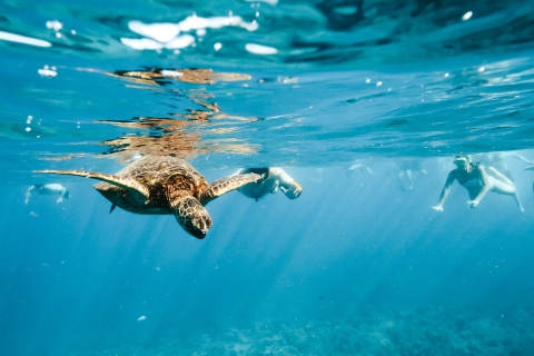 Tief eintauchen und mit Schildkröten schwimmen in WaikikiVon Honolulu aus: Schildkrötenschlucht-Schnorcheltour