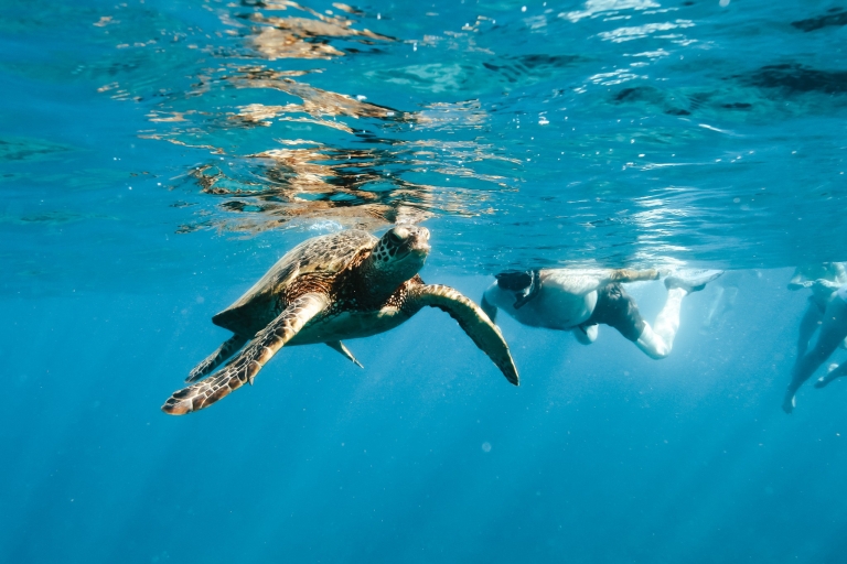 Odkrywanie głębin i pływanie z żółwiami w WaikikiZ Honolulu: rejs z rurką do kanionu żółwi