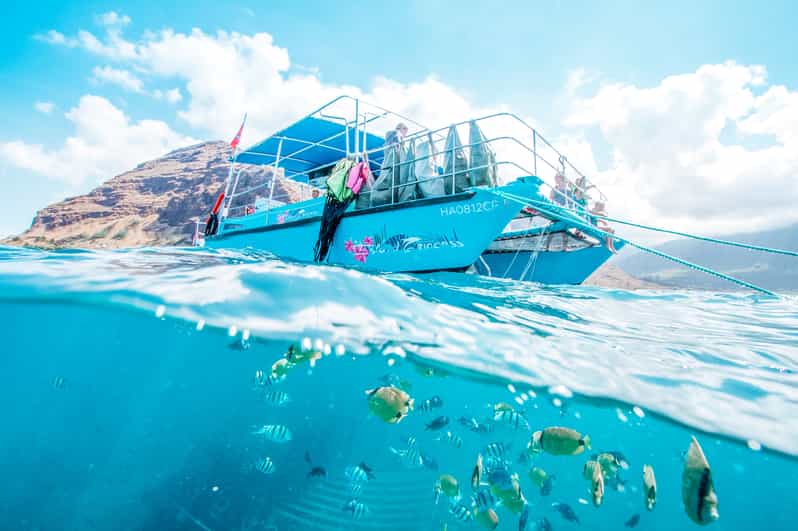 Oahu: Waikiki Turtle Snorkeling Adventure | GetYourGuide