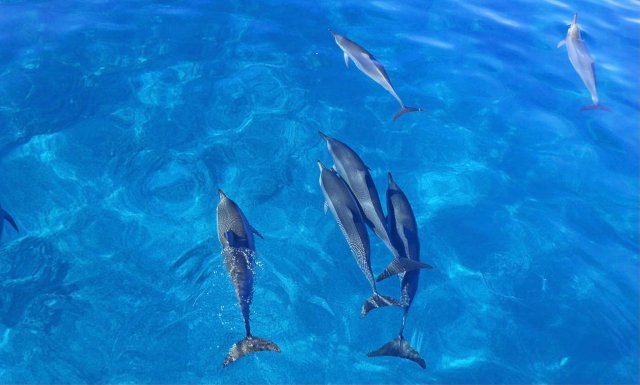 Kailua-Kona: Dolphin Watch Speedboat Schnorcheltour und BBQ